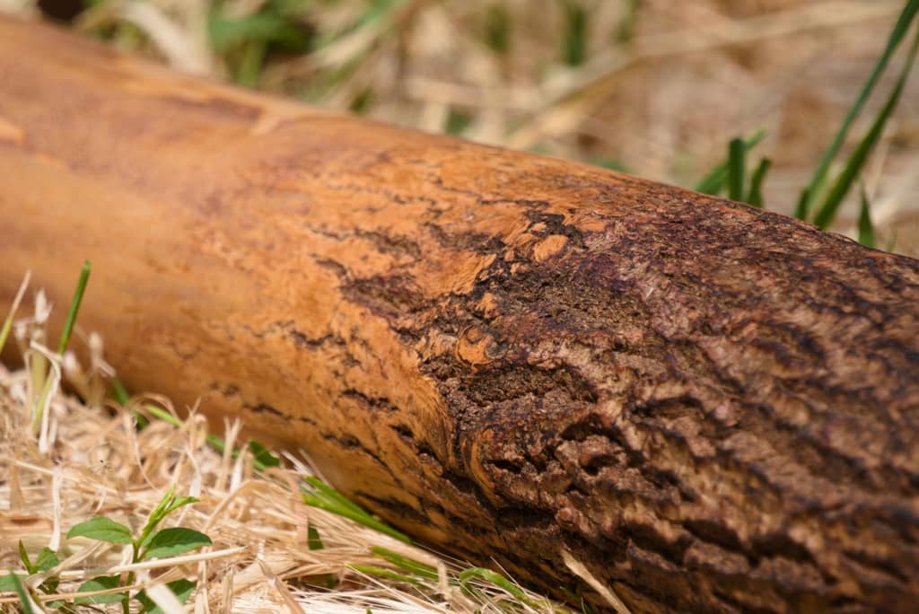 leboischantant-didgeridoo-gard-chene