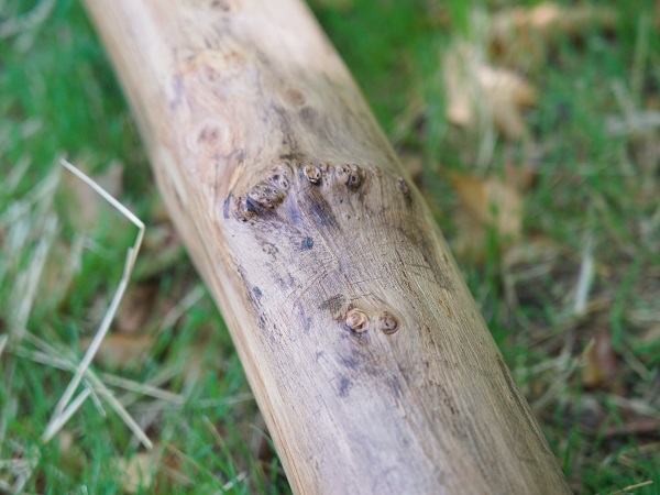 bois-didgeridoo-artisanal-naturel